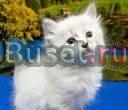 Чудесные сибирские котята Красноярск