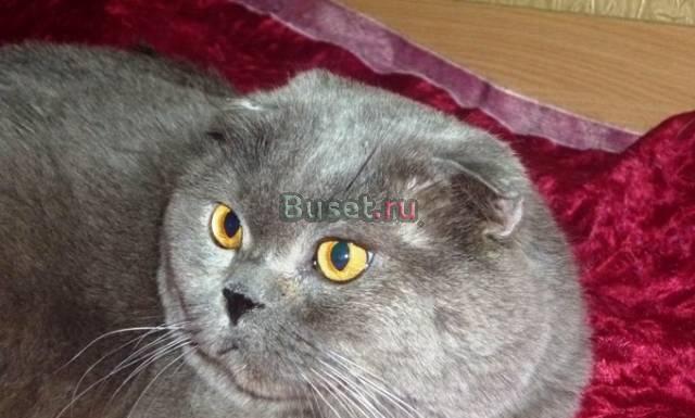 Вязка   британцы и шотландцы Москва