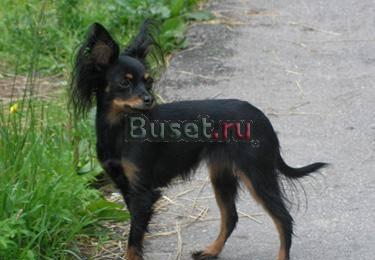 Щенок той-терьера Санкт-Петербург