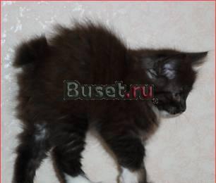 Котенок курильский бобтейл. Мальчик 2 месяца Балашиха
