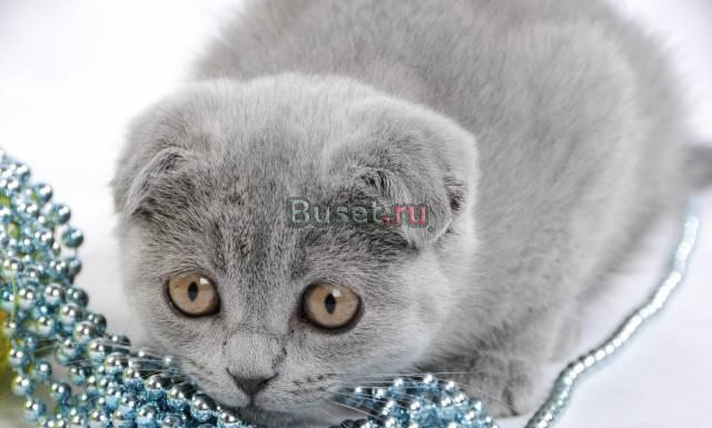 Шотландские кошечки Санкт-Петербург