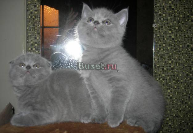 Британские котята Ростов-на-Дону