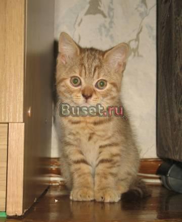 Британские чистокровные котята Челябинск