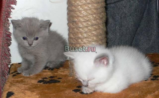 Котята британской короткошерстной Санкт-Петербург