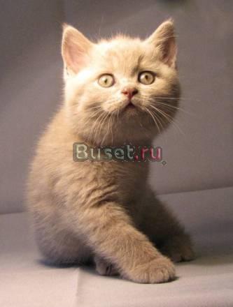 Британские клубные котята Санкт-Петербург