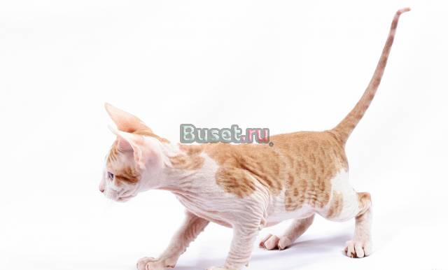 Донской сфинкс, мальчик, не дорого Воронеж