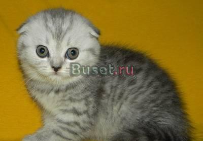 Шотландские вислоухие и прямоухие котята от 1500ру Москва
