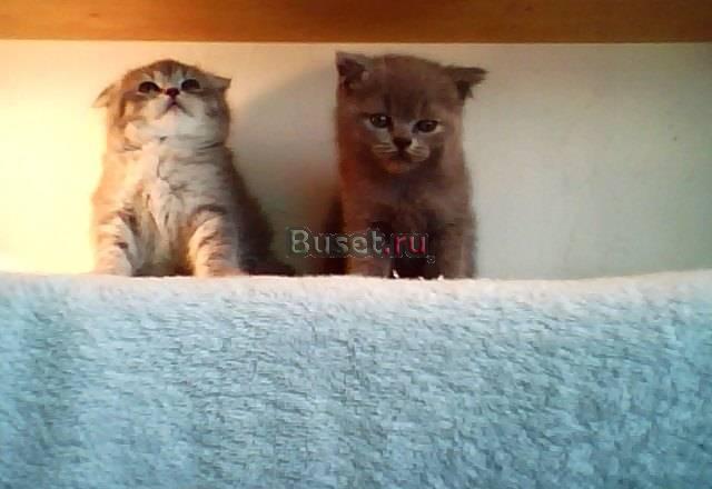 Шотландские и британские котята Москва