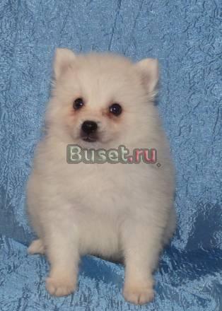 Японский шпиц Иваново
