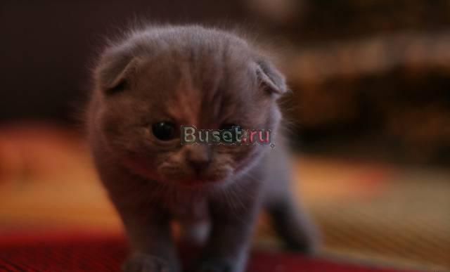 Скоттиш-фолды милашки-вислоушки Санкт-Петербург