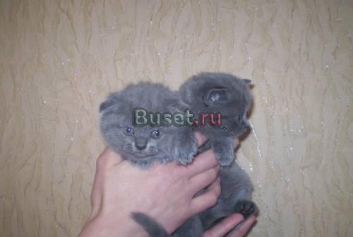 Британские и шот.вислоухие котята Челябинск