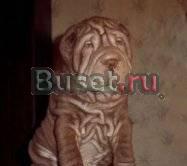 Шар-пей Сыктывкар