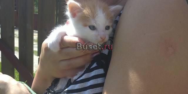 Отдам в дар котенка Москва