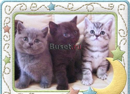 Котята плюшевые Британские и Вислоухие Москва