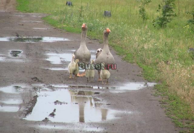 Гусят породы крупная серая возраст 2месяца Воскресенск
