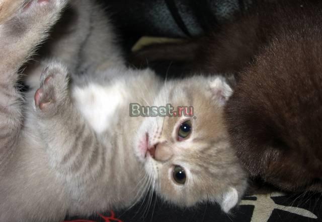 Котята Британские и Шотландские Москва