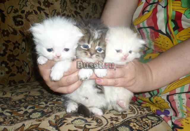 Котята классические персидские Клин