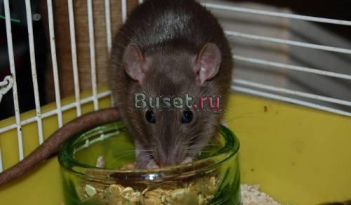 Клетку для крысы Кемерово