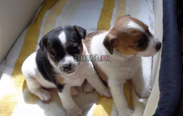 2 щенка девочки в наличии Санкт-Петербург