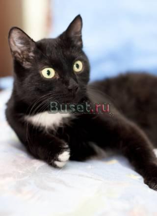 Лиза - горделивая, грациозная, элегантная Москва