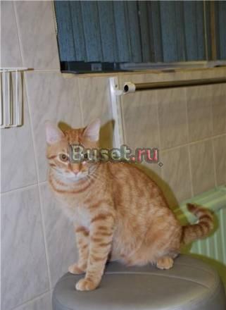 Рыжий Кузя ищет дом, 4.5 мес Санкт-Петербург
