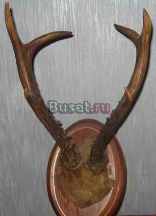 Рога косули. Охотничий трофей Москва