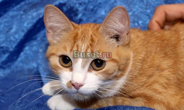 Нежная миниатюрная Асенька - кошка-огонек Москва