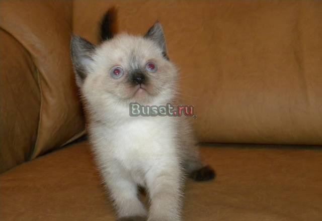 Очаровательный шотландский котик Москва
