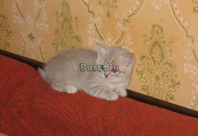 Котята Ростов-на-Дону