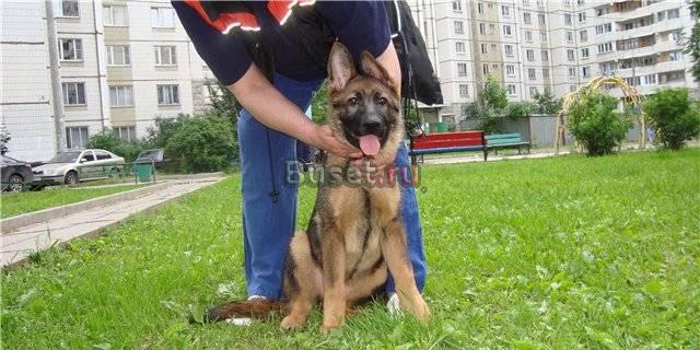 Красивая девочка немецкой овчарки Москва