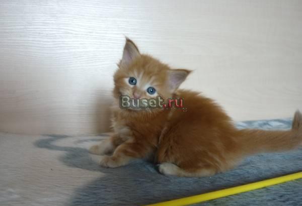 Мейн кун котенок Москва