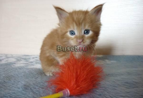 Мейн кун котенок Москва