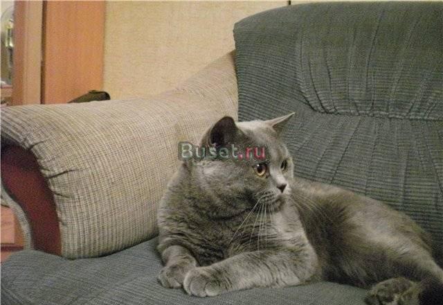Кот для вязки Ульяновск