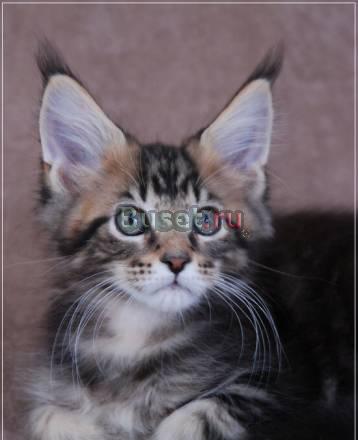 Котенок мейн кун Москва