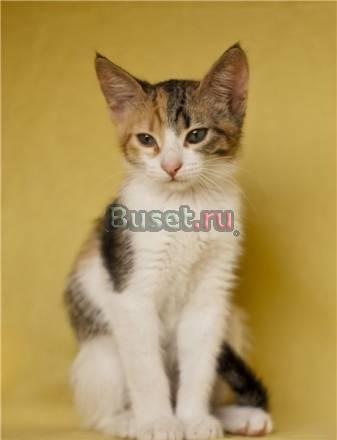 Котенок Бусинка в добрые руки Москва