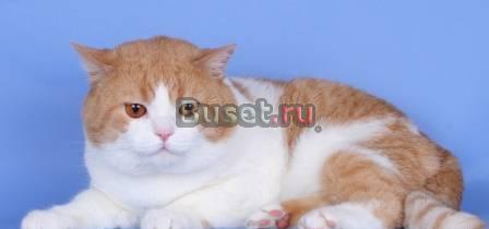 Британские котята-родители импорт Германия Москва