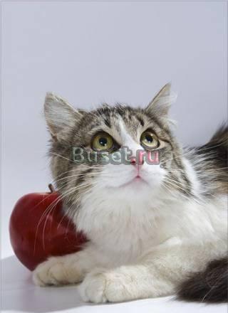 Настоящий КотоМужчина Василий в дар Москва