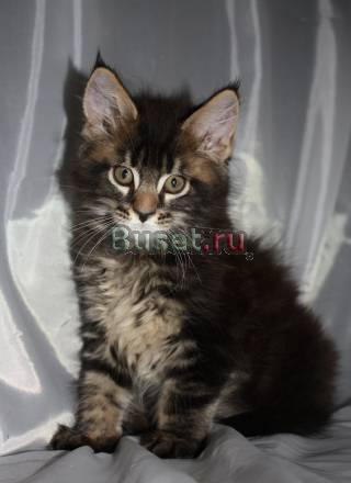 Котик Мейн-кун Москва
