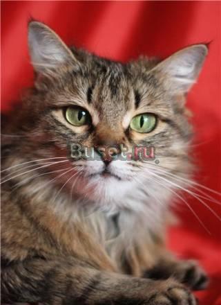 Алёнушка - кошка, которая умеет разговаривать Москва