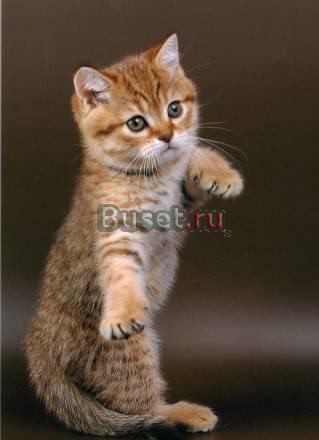 Британский котик шоколадно-золотистое пятно Санкт-Петербург