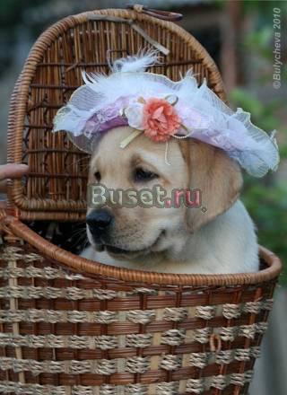 Лабрадора щенки Липецк
