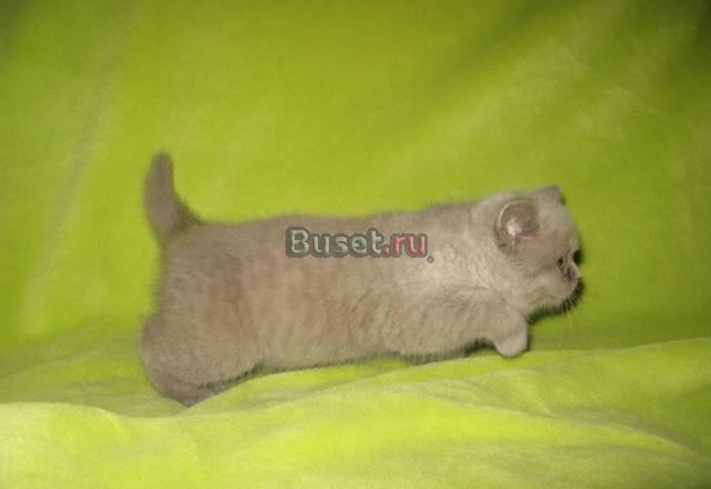 Продажа котят Москва