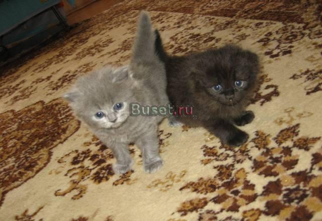 Котята Воронеж