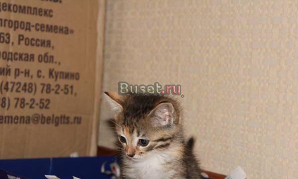 Котята в хорошие руки Москва