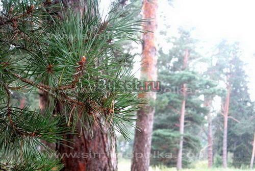 Земельный участок с соснами в Заповеднике на Оке Москва