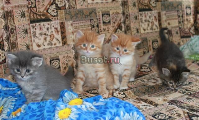 Отдам очаровательных котят Москва