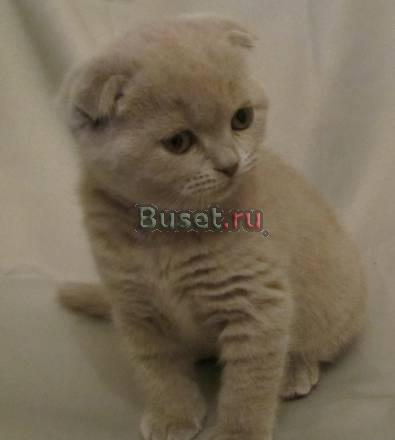Продажа британских и вислоухих котят Санкт-Петербург