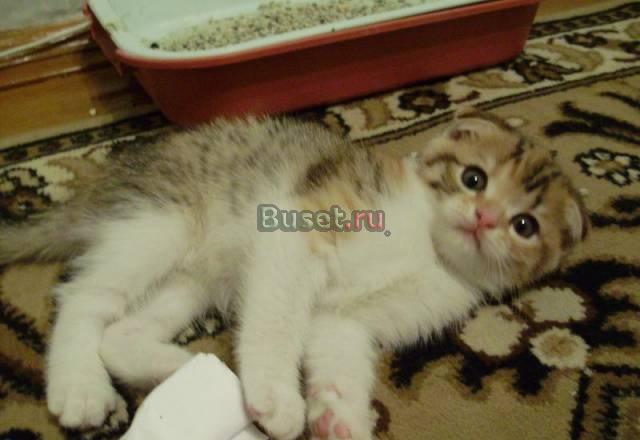 Шотландские вислоухие котята Екатеринбург