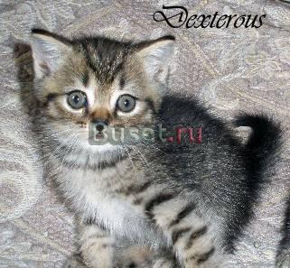Шотландский  котенок Тайгер Москва