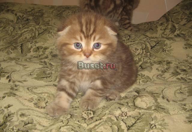 Шотландские котята Москва